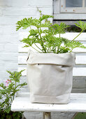 Scented geranium in a fabric sack as a planter