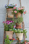 Flowering plants and herbs in terracotta pots on metal plant rack
