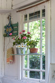 Geraniums and ox-eye daisies on shelf suspended in window
