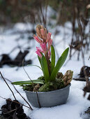 Rosa Hyazinthe im Schnee