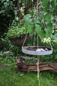 A DIY bird bath made from a plant tray in a garden