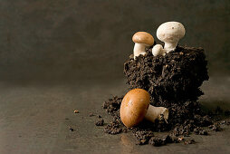 Stilleben mit Erde, weissen und braunen Champignons