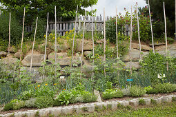 Herbs and vegetables growing in permaculture garden on slope