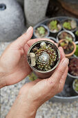 Hands holding houseleek planted in tin can