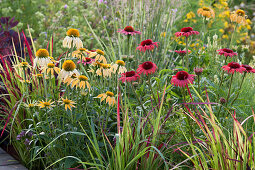 Flower bed with Coneflower and Japanese red grass