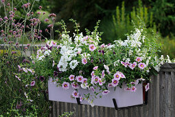 Zauberglöckchen 'Pink Morn', Verbene Vepita 'Up White' und Elfensporn Breezee Plus 'White' im Balkonkasten