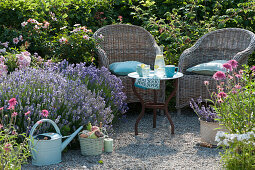 Wicker armchair on the flower bed with lavender, Persian rose and echinacea
