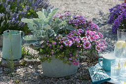 Verbena Vepita 'Amethyst Kiss', white felted ragwort and pink blooming snowflake flower in a zinc tub