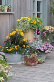 Colourful summer terrace with perennials and summer flowers