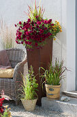 Petunia Beautical 'Bordeaux' 'Caramel' and Japanese red grass 'Red Baron' in a griddle next to a wicker armchair