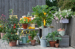 Naschbalkon mit gelber Zucchini 'Soleil', Tomate, Kapuzinerkresse 'Alaska', Sellerie, Grünkohl und Balkonkasten mit Petunie und Elfensporn