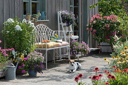 Sommerterrasse mit Flammenblume, Petunien, Zauberglöckchen, Elfenspiegel, Scheinsonnenhut und Rispenhortensie 'Diamond Rouge', Hund Zula