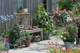 Snack terrace with tomato, cucumber, chilli, sage, jewellery basket, jewellery lily and panicle hydrangea