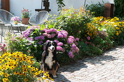 Terrassenbeet mit Sonnenhut 'Goldsturm' und Hortensie, Hund sitzt am Beet