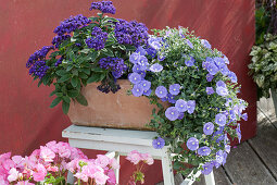 Vanilleblume und blaue Mauritius in Terracotta-Kasten