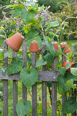 Morning glory climbs on the fence, clay pots as decoration