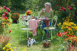A woman is sitting at the table in the garden between beds with dahlias, echinacea, Helenium, and coneflowers, basket with apples and grapes