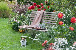 Garden bench surrounded with dahlias, asters, and fountain grass, Zula the dog