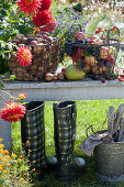 Freshly harvested potatoes, apples, grapes, plums, pears, blackberries in wire baskets on bench in the garden