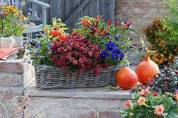 Herbstlich bepflanzter Korbkasten mit Chrysantheme, Chili 'Pretty in Purple', Lampionblume, Stiefmütterchen und Hornveilchen, Kürbisse