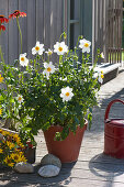 Mignon dahlia 'Sneezy' in a clay pot