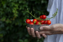 Hands holding a small bowl with fresh cherry tomatoes