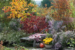 Liegestuhl am Herbstbeet mit Aster, Schneeball und Ahorn, Chrysantheme 'Rico Yellow' im Korb
