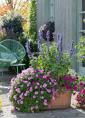 Terrace with petunias, white sage and graceful spurge in terracotta, modern armchairs