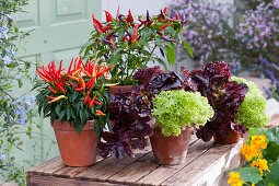 'Medusa', chilies 'Pretty in Purple' and lettuce in clay pots