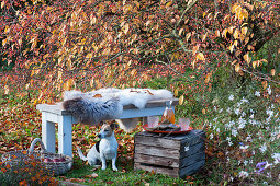 Bench with fur as a seat in front of the crabapple tree, basket with apples, dog Zula