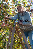 Woman on the ladder picking apples