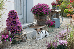 Chrysanthemum Dreamstar 'Pan Lilac', 'Cupido' drawn as a pyramid, tendrils of five-leaved ivy as a cuff, budding heather, cyclamen, and pansy, Zula the dog