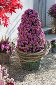 Chrysanthemum Dreamstar 'Cupid' drawn as a pyramid, tendrils of five-leaved ivy as a cuff