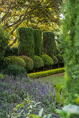 Clipped syzygiums and cypresses in gardens