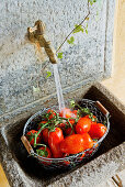Tomaten am Brunnen waschen
