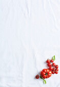 Tomatoes on white background