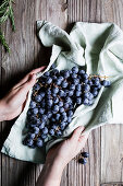 Hände halten frische blaue Weintrauben auf Tuch