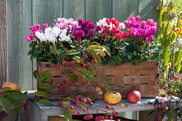 Basket filled with cyclamen