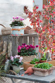 Herbst-Arrangement mit Alpenveilchen und Feldsalat