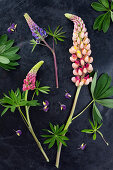 Lupins on dark surface