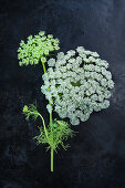 Wild carrot flowers (Daucus carota) on dark surface