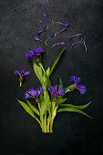 Perennial cornflowers on dark surface