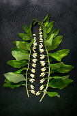 Solomon's seal (Polygonatum odoratum) on dark surface