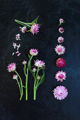 Strohblumen-Blüten (Xerochrysum bracteatum) als Legebild auf dunklem Untergrund