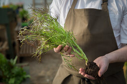 A hand holding a vegetable plant with a root ball