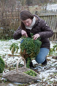 Frau erntet Grünkohl im Winter