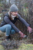 Woman cuts back withered, above-ground parts of perennials