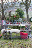 Schale mit Kiefer, Zwergfichte und Currykraut weihnachtlich geschmückt mit Sternen auf dem Gartentisch