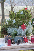 Schale mit Kiefer, Zwergfichte und Currykraut weihnachtlich geschmückt mit Sternen auf dem Gartentisch
