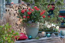 Skimmia in a pot with a wreath of twigs, a box with a Christmas rose and bud heather